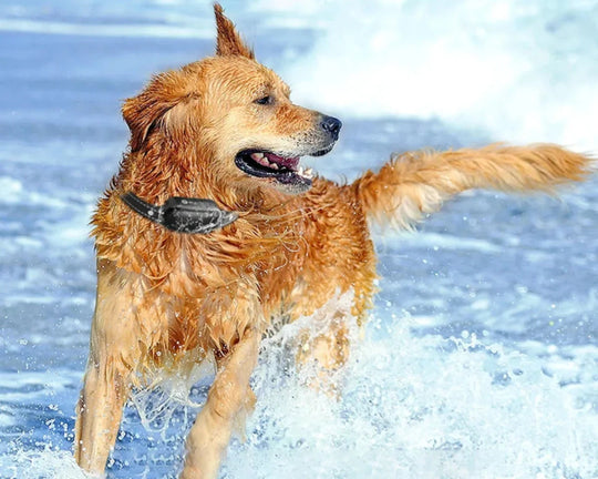 PawControl | Hundetrainingshalsband - Wasserdicht mit Fernbedienung & Vibration