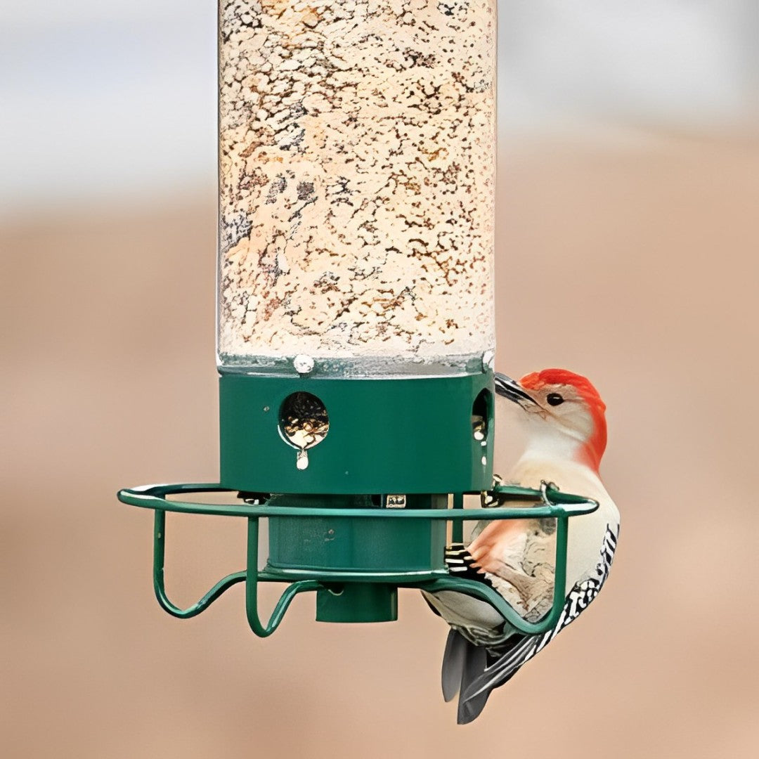 FeatherGuard | Eichhörnchen-sichere Vogelfutterstation