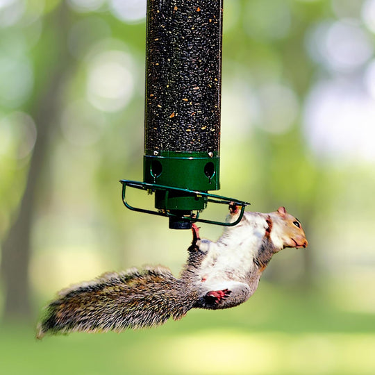 BirdSafe | Austernsicherer Vogelfutterspender