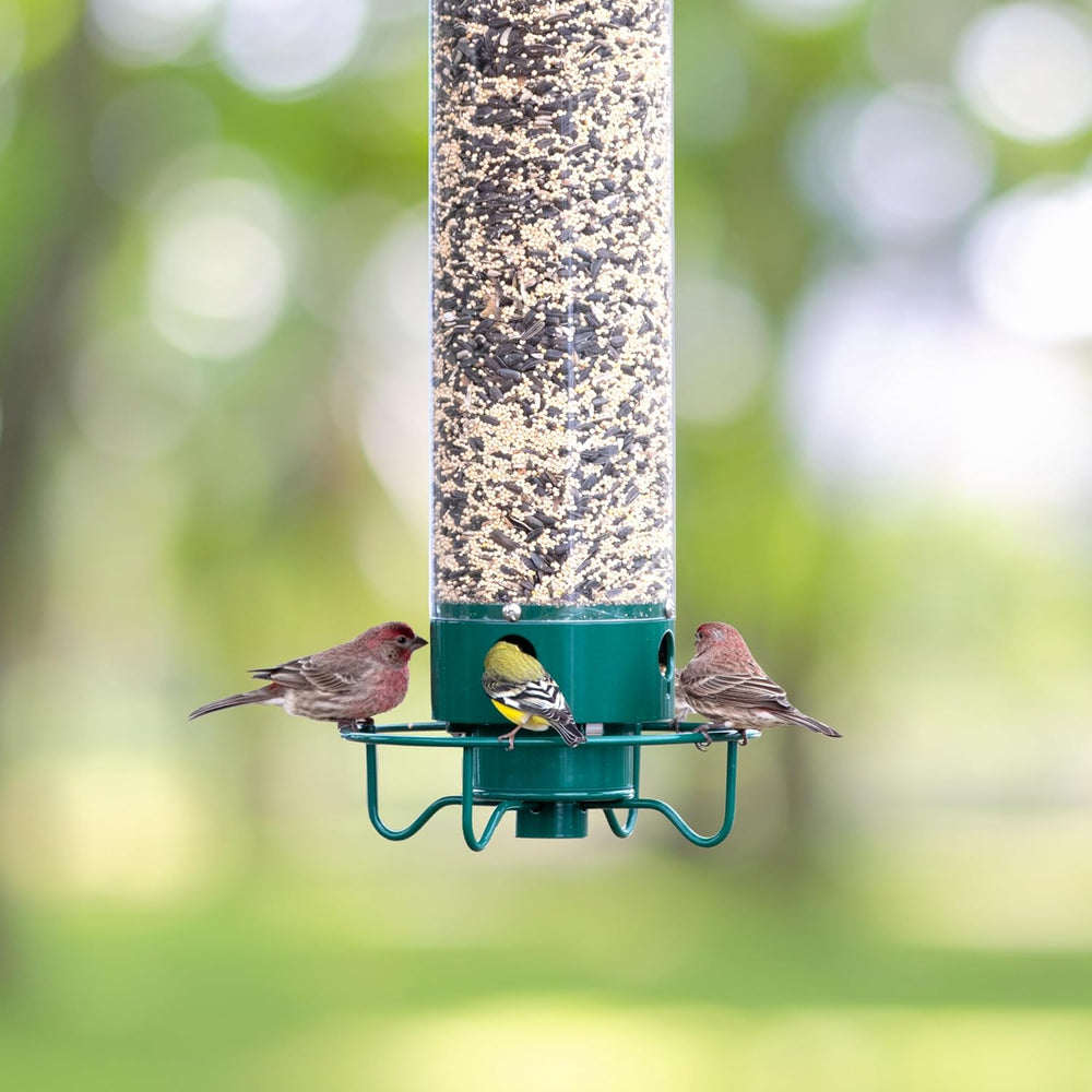 BirdSafe | Austernsicherer Vogelfutterspender