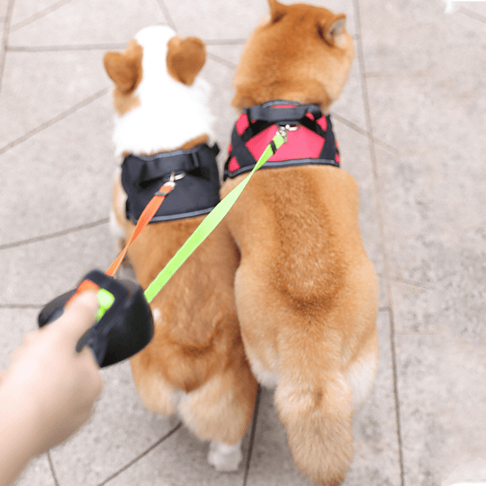 DualLead | Verhedderungsfreie Doppelleine mit LED2