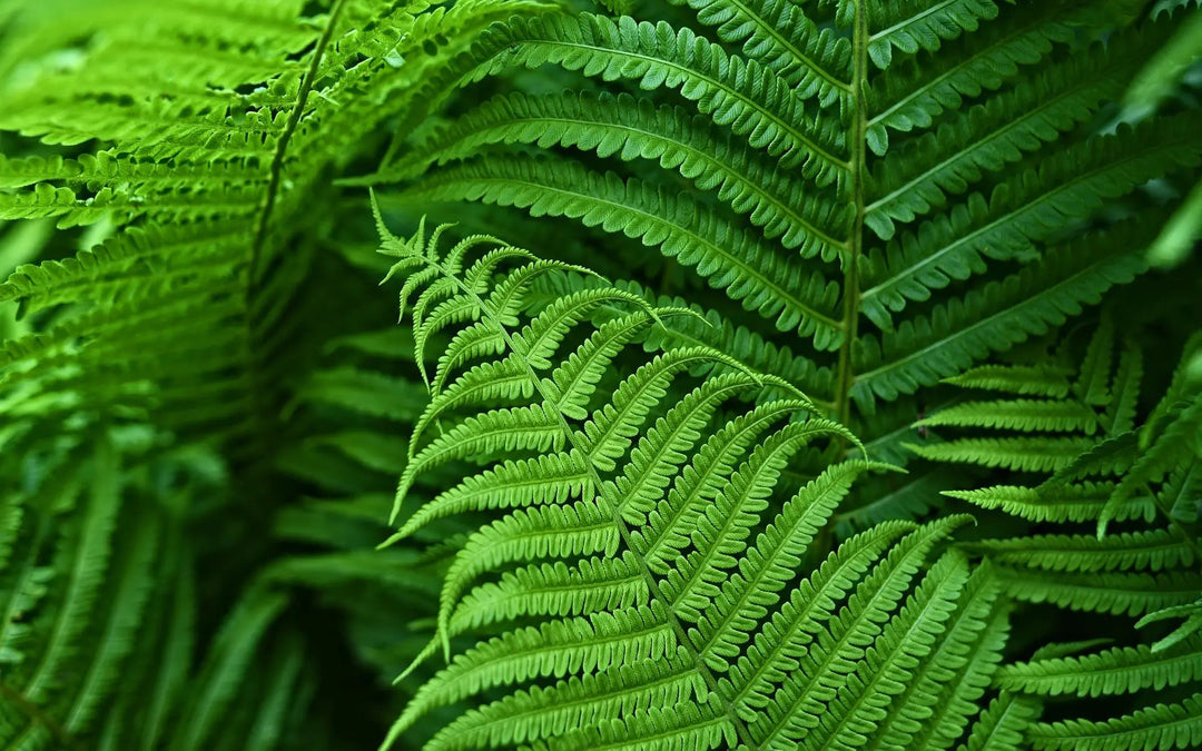 EverFern | Üppiger Künstlicher Bostonfarn für Innen & Außen