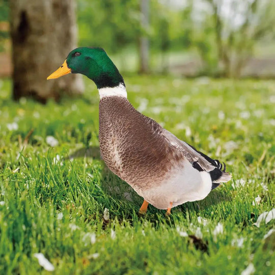 DuckDuo | Wetterfeste Deko-Ente für Garten & Beet