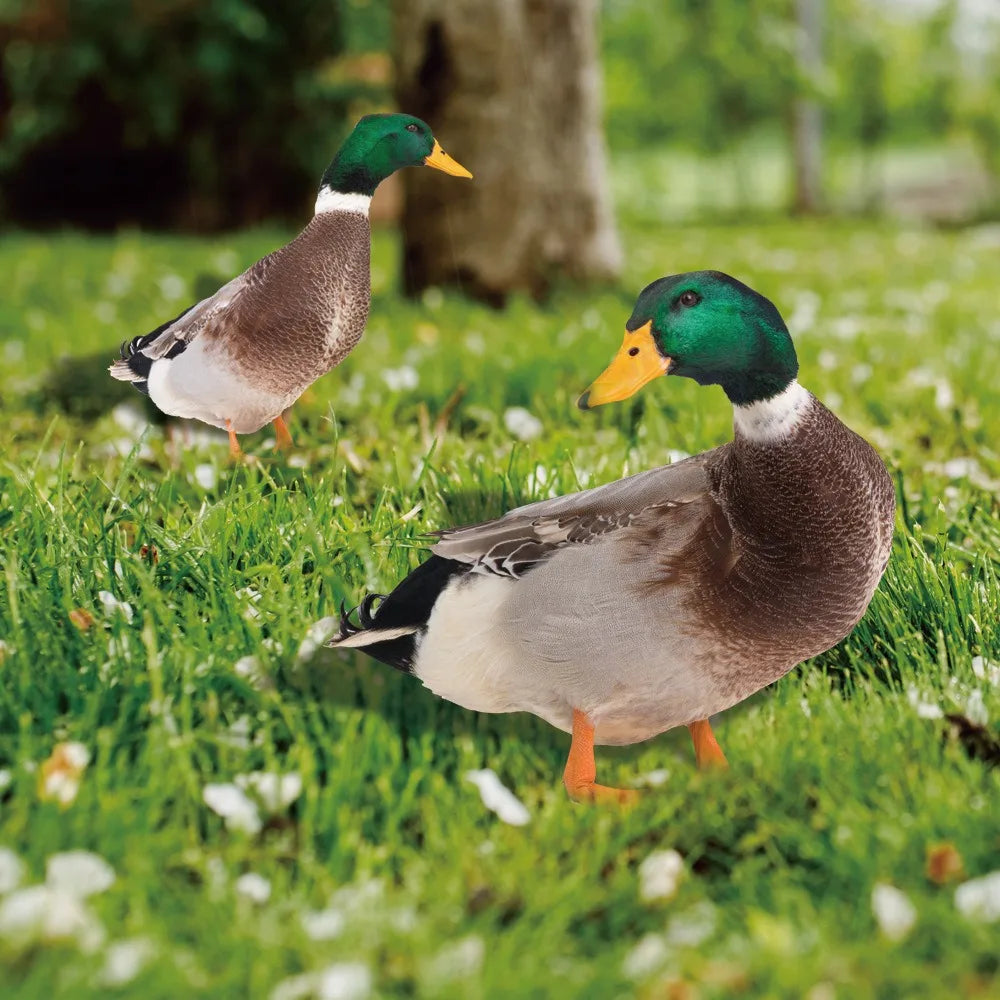 DuckDuo | Wetterfeste Deko-Ente für Garten & Beet