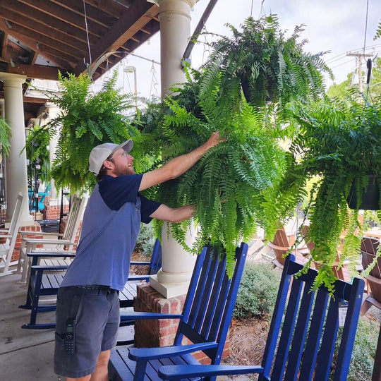 EverFern | Üppiger Künstlicher Bostonfarn für Innen & Außen