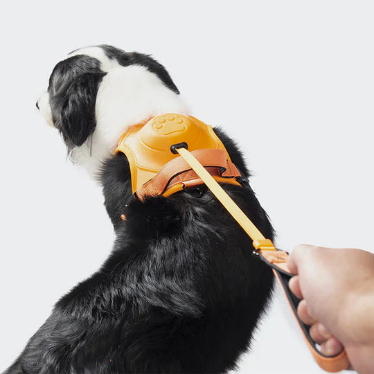 PawLink | Langlebige & Komfortable Hundeleine1