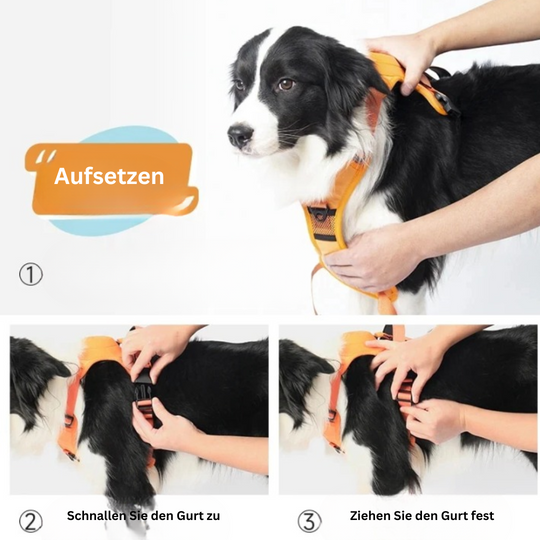 PawLink | Langlebige & Komfortable Hundeleine4