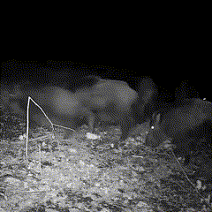 WildLifeCam | Wildtierkamera – 16MP Kamera für Tag & Nacht