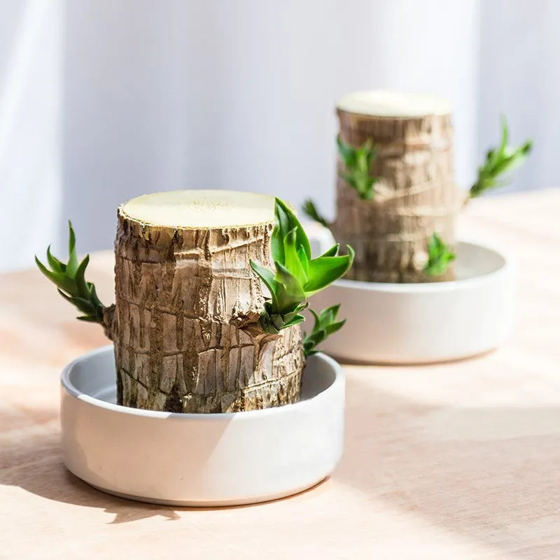 ZenWood | Natürliche Harmonie für Ihr Zuhause2