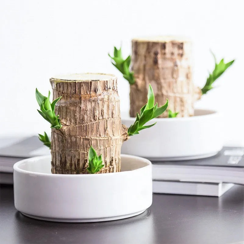 ZenWood | Natürliche Harmonie für Ihr Zuhause3