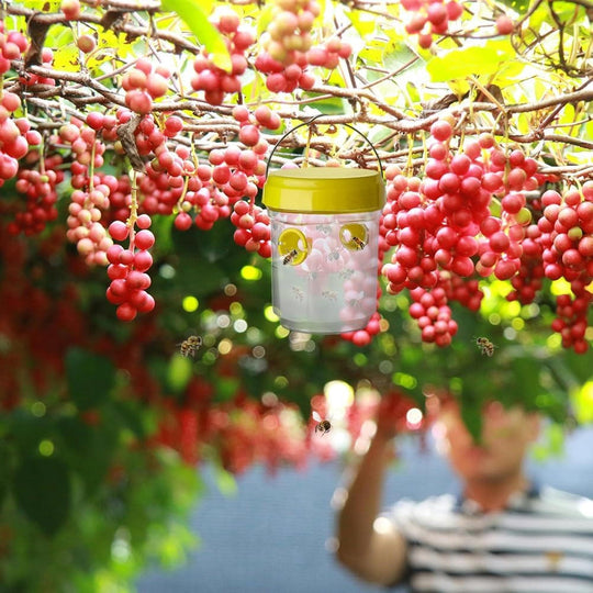 BugTrap | Insekten-Fruchtfliegenfallen Decorique.de