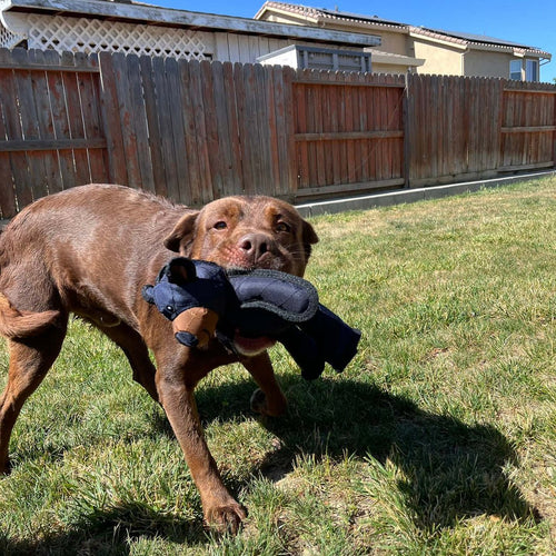 ChewMate | Interaktives Hundespielzeug mit Bär für starke Beißer Decorique.de