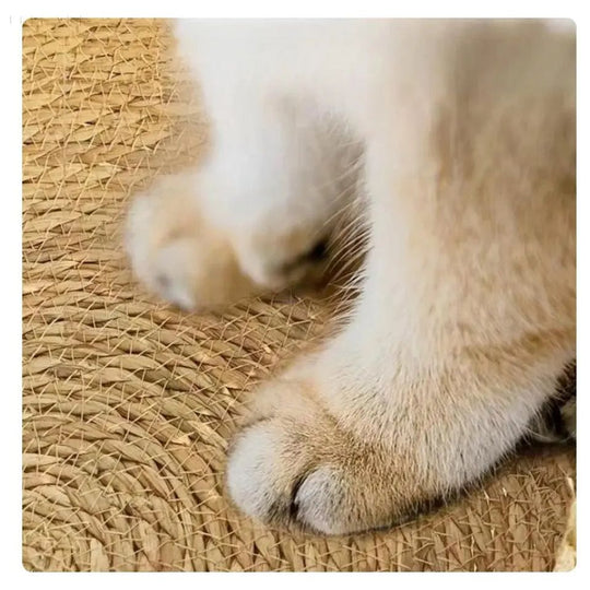 CloudCuddle | Katzenkissen – Ein Kissen, das sich anfühlt wie eine Wolke Decorique.de