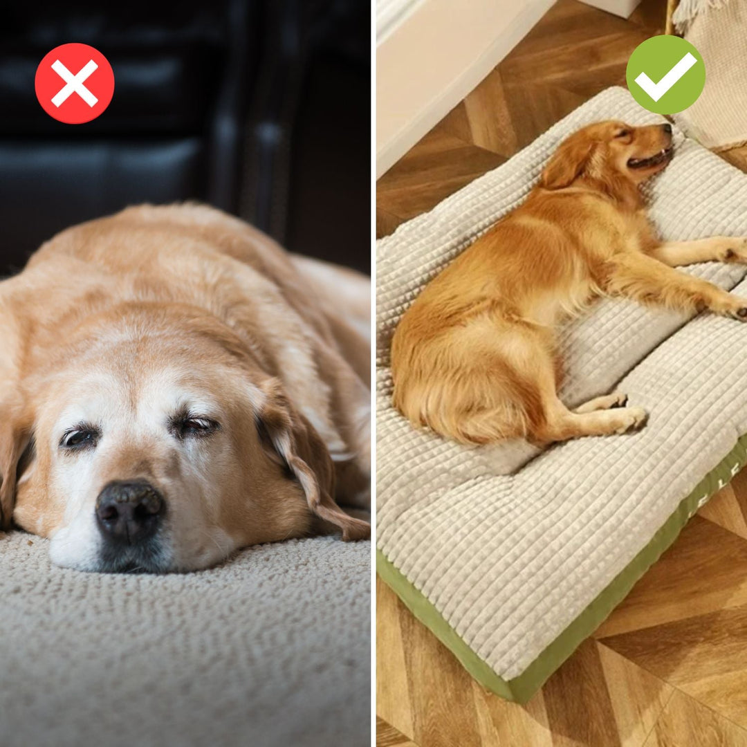 DreamPaws | Orthopädisches Hundebett für optimale Erholung Decorique.de