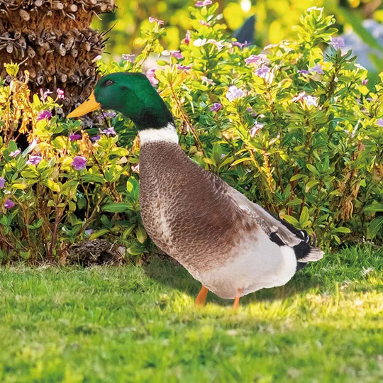 DuckDuo | Wetterfeste Deko-Ente für Garten & Beet Decorique.de