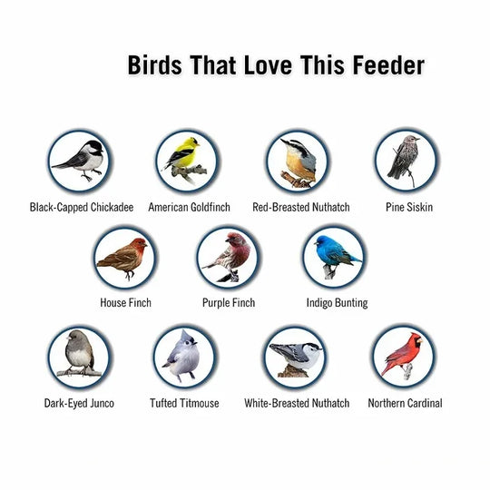 FeatherGuard | Eichhörnchen-sichere Vogelfutterstation