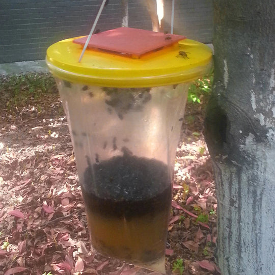 FlyClear | Umweltfreundliche Einweg-Fliegenfalle für den Außenbereich Decorique.de