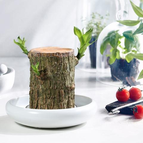 FortuneWood | Symbol für Glück und Harmonie Decorique.de