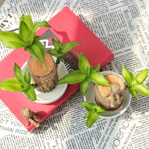 FortuneWood | Symbol für Glück und Harmonie Decorique.de