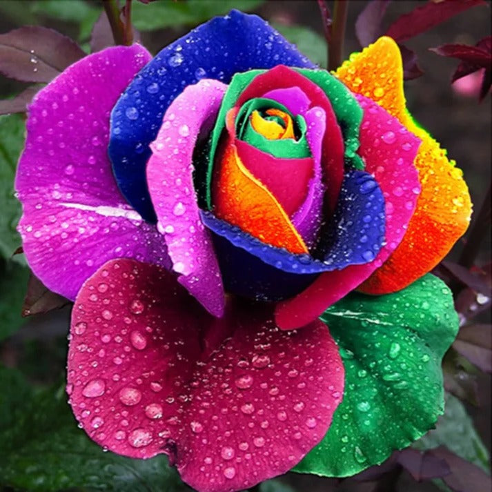 RoseEase | Exotische Rosensamen zum einfachen Anbauen