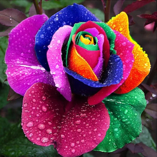 RoseEase | Exotische Rosensamen zum einfachen Anbauen