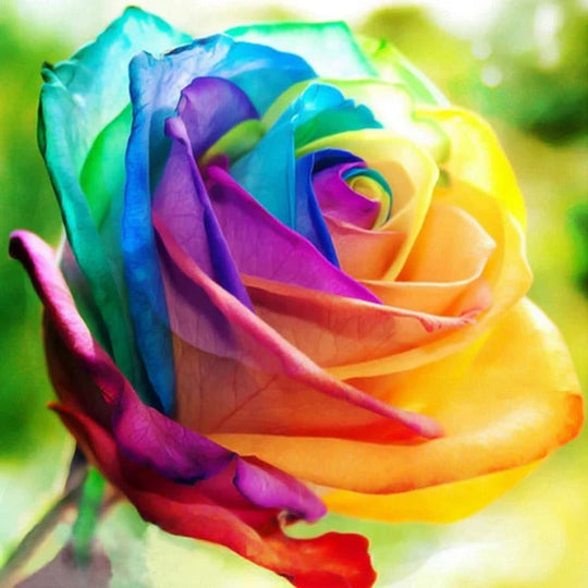 RoseEase | Exotische Rosensamen zum einfachen Anbauen