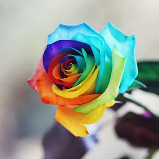 RoseEase | Exotische Rosensamen zum einfachen Anbauen