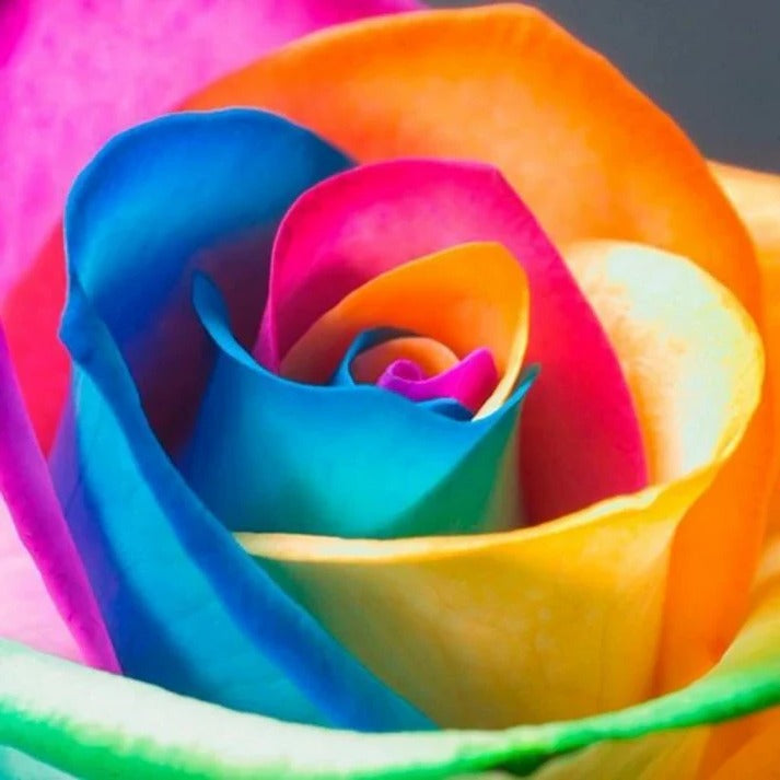 RoseEase | Exotische Rosensamen zum einfachen Anbauen