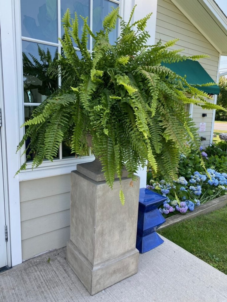 EverFern | Üppiger Künstlicher Bostonfarn für Innen & Außen