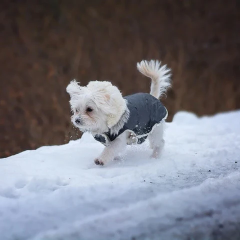 PupCoat | Wasserdichte Winter Hundejacke