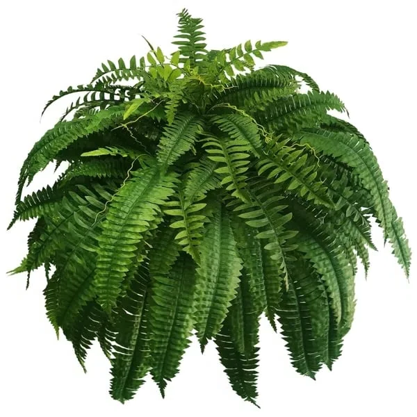 EverFern | Üppiger Künstlicher Bostonfarn für Innen & Außen