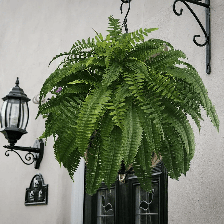 EverFern | Üppiger Künstlicher Bostonfarn für Innen & Außen
