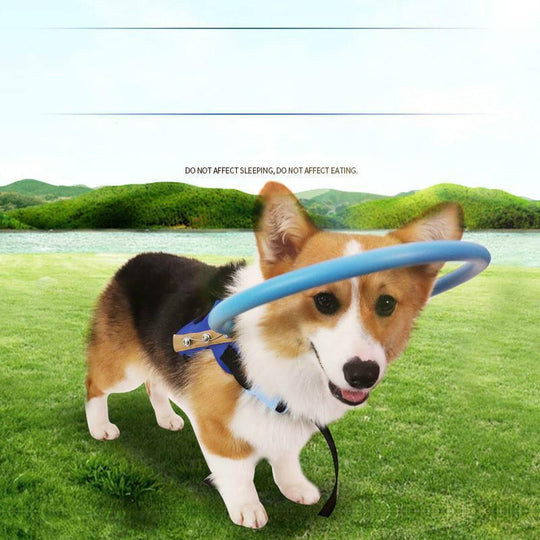 SafeDog | Bumper-Kragen – Leichtes Geschirr für blinde Hunde Decorique.de