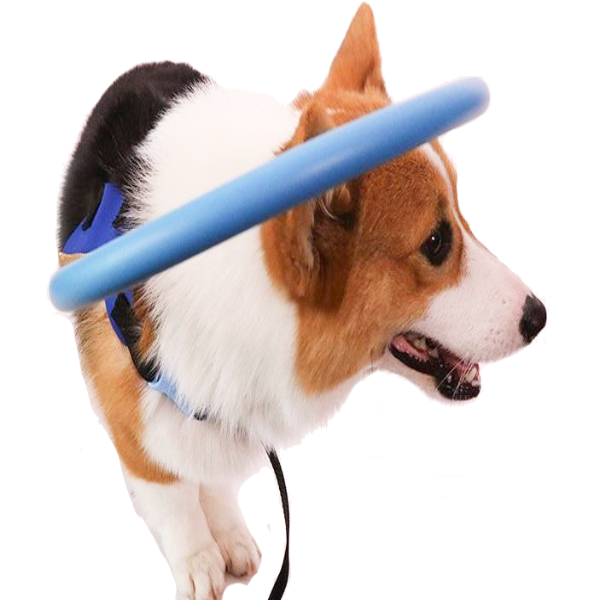 SafeDog | Bumper-Kragen – Leichtes Geschirr für blinde Hunde Decorique.de